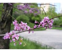 Cercis siliquastrum (Arborele Iudei)